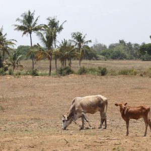 Be warned be worried, Climate dangers rise, scientists predict disasters