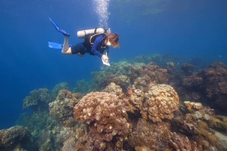 Diplomatic ecosystem aims to save Red Sea corals