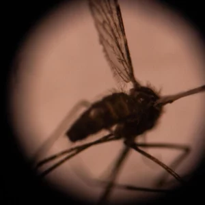 Invasive malaria mosquito spreading in Africa, researchers warn