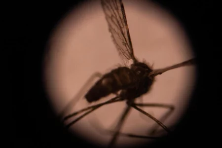 Invasive malaria mosquito spreading in Africa, researchers warn