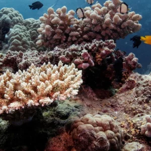 UN report: Australia’s Great Barrier Reef should be placed ‘in danger’ list