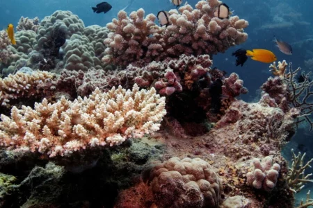 UN report: Australia’s Great Barrier Reef should be placed ‘in danger’ list