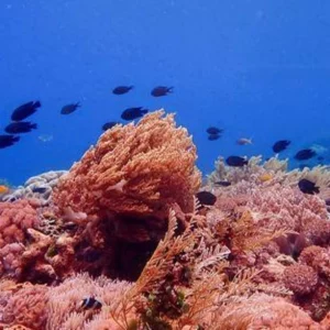 Analysis-First U.S. coral insurance marks the rise of the reef brigades