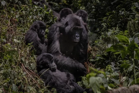 Rebel crisis in eastern DR Congo threatens endangered mountain gorillas