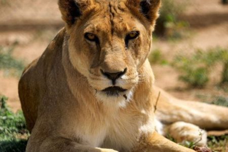 Janjaweed kill three lions belonging to a wildlife shelter