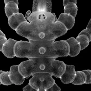 Sea spiders can regrow body parts, not just limbs: study