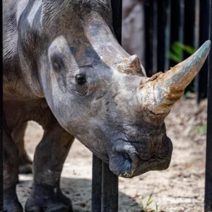 World’s largest rhino conservation farm puts itself up for sale