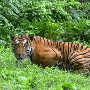 Protecting India’s tigers also good for climate: study