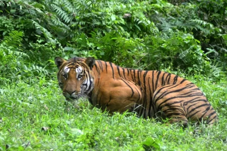 Protecting India’s tigers also good for climate: study