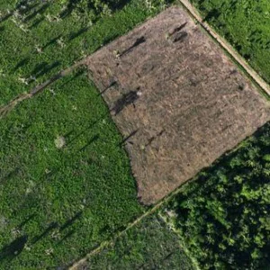 Deforestation in Brazil’s Amazon falls 68% in April, first major drop under Lula