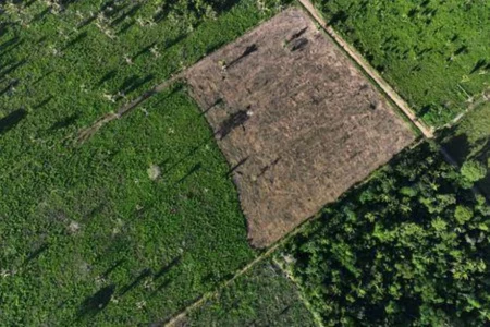 Deforestation in Brazil’s Amazon falls 68% in April, first major drop under Lula