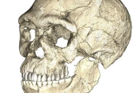 Genome data sheds light on how Homo sapiens arose in Africa