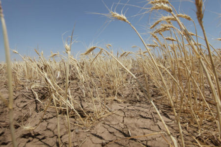 We may be underestimating the climate risk to crops: researchers