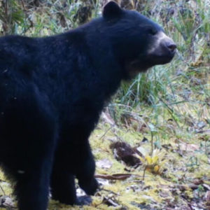 Colombian coffee growers welcome truce with ‘Paddington’ bear