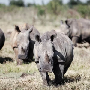 S.African rhino farm, world’s largest, bought by NGO