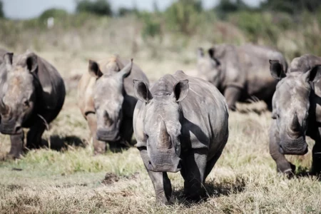 S.African rhino farm, world’s largest, bought by NGO