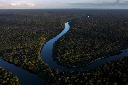 Forests could absorb much more carbon, but does it matter?