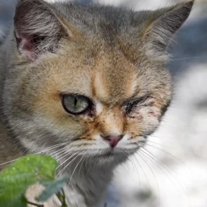 China’s animal lovers fight illegal cat meat trade