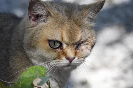 China’s animal lovers fight illegal cat meat trade