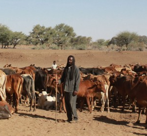 Sudan war forces Rizeigat community to sell livestock in South Sudan