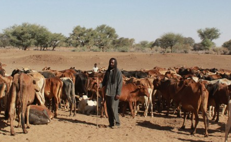 Sudan war forces Rizeigat community to sell livestock in South Sudan