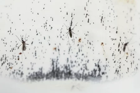 Dengue Fever Is Soaring Worldwide. Here’s What to Know—and How to Stay Protected