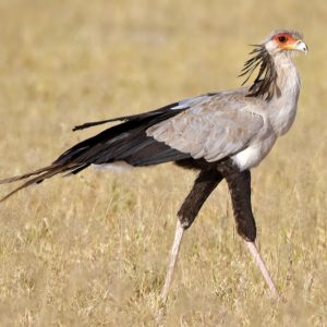 Africa’s large birds of prey and Sudan beloved emblem facing ‘extinction crisis’: study