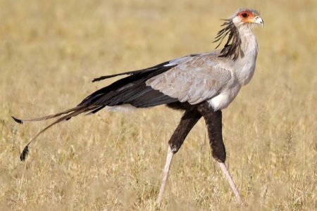 Africa’s large birds of prey and Sudan beloved emblem facing ‘extinction crisis’: study