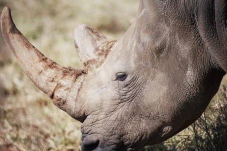 S.Africa sees sharp rise in rhino poaching with nearly 500 killed last year