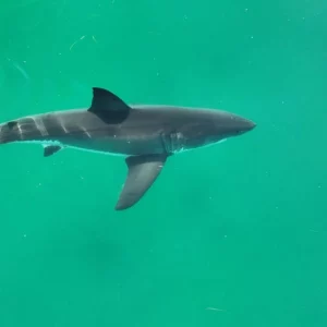 Shark bites and deaths up even as species faces crisis: study