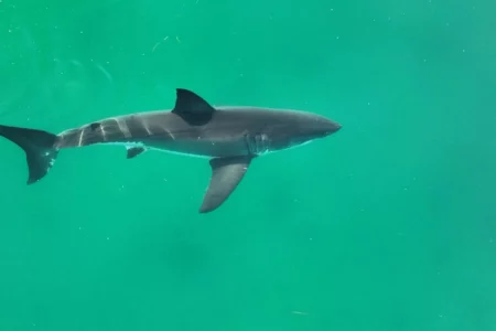 Shark bites and deaths up even as species faces crisis: study