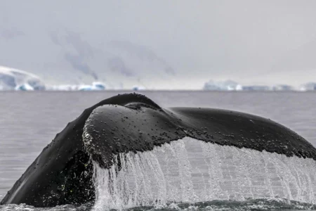 New Zealand’s Maori King calls for whales to be given personhood