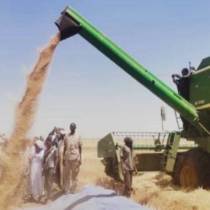 More than 285,000 sacks of wheat is production of New Halfa agricultural project