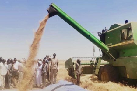 More than 285,000 sacks of wheat is production of New Halfa agricultural project