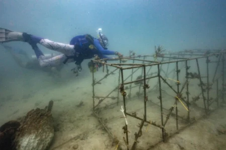 How restoration can help coral reefs