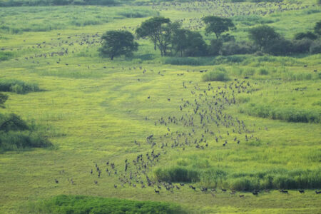 South Sudan says its 6M antelope make up world’s largest land mammal migration, but poaching on rise