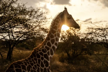 Giraffes bring peace to Kenyan communities once at odds