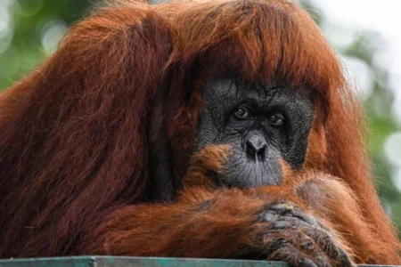 Apes to stay at home as Malaysia tweaks ‘orangutan diplomacy’