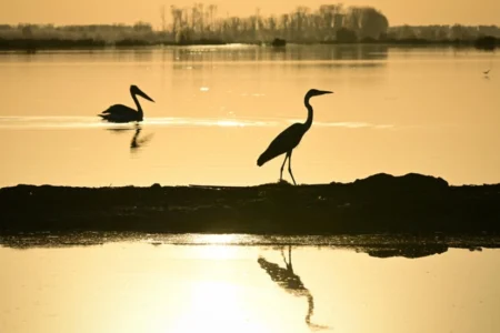 Reclaimed by floods, wildlife returns to Romania’s Danube Delta