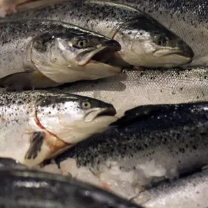 Norway limits wild salmon fishing as stocks hit new lows