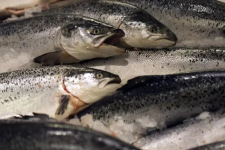 Norway limits wild salmon fishing as stocks hit new lows