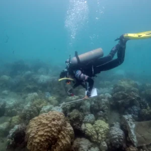 Reuters: Global coral bleaching expands, now the largest on record