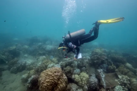 Reuters: Global coral bleaching expands, now the largest on record