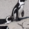 ‘Critically endangered’ African penguins just want peace and food