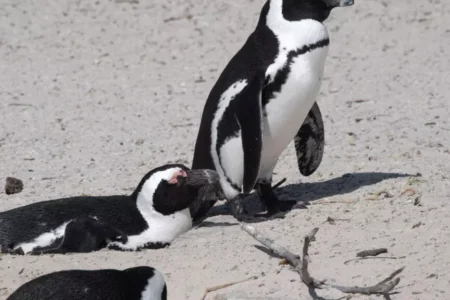 ‘Critically endangered’ African penguins just want peace and food