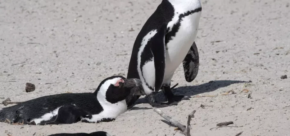 ‘Critically endangered’ African penguins just want peace and food