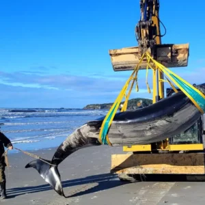 New Zealand scientists dissect world’s rarest whale