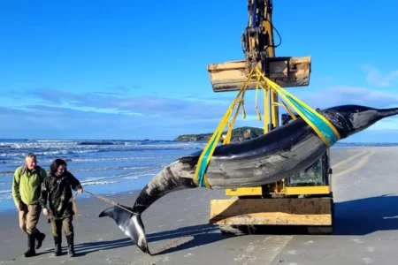 New Zealand scientists dissect world’s rarest whale