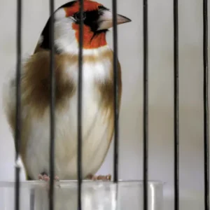 Algerians campaign to save treasured songbird from hunters