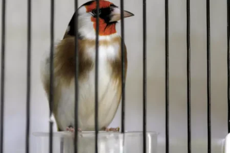 Algerians campaign to save treasured songbird from hunters